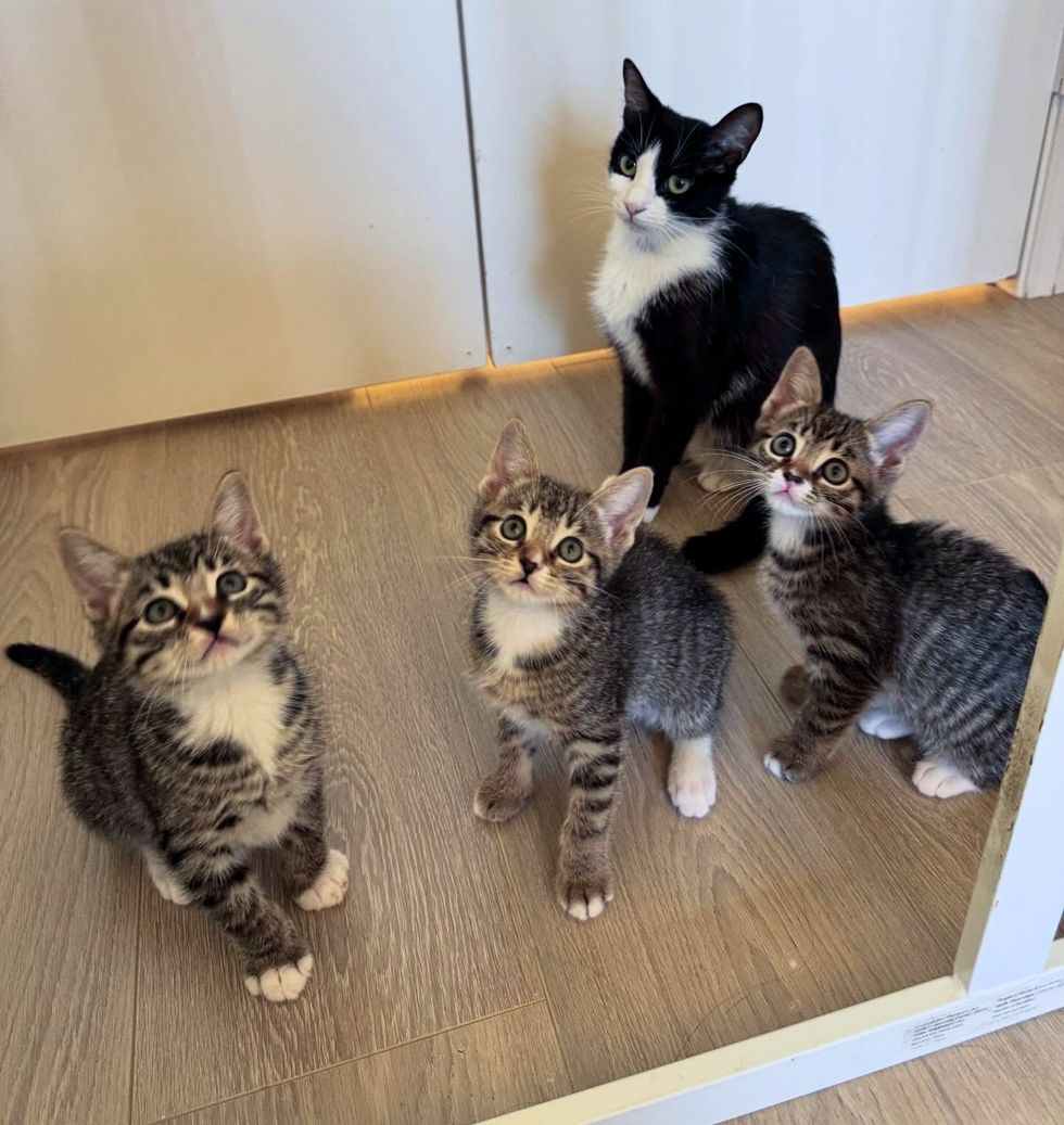 Mama looking at the camera and three kittens looking up