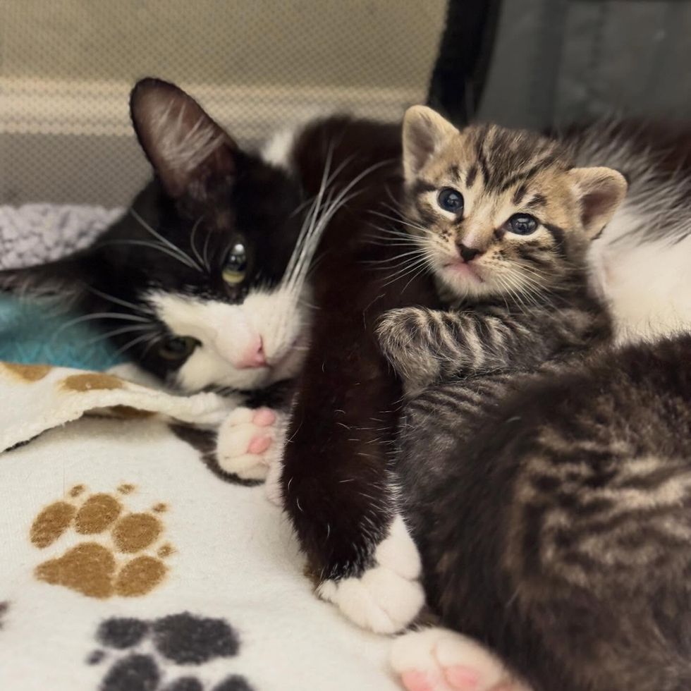 Mama Sage and one of the kittens close-up