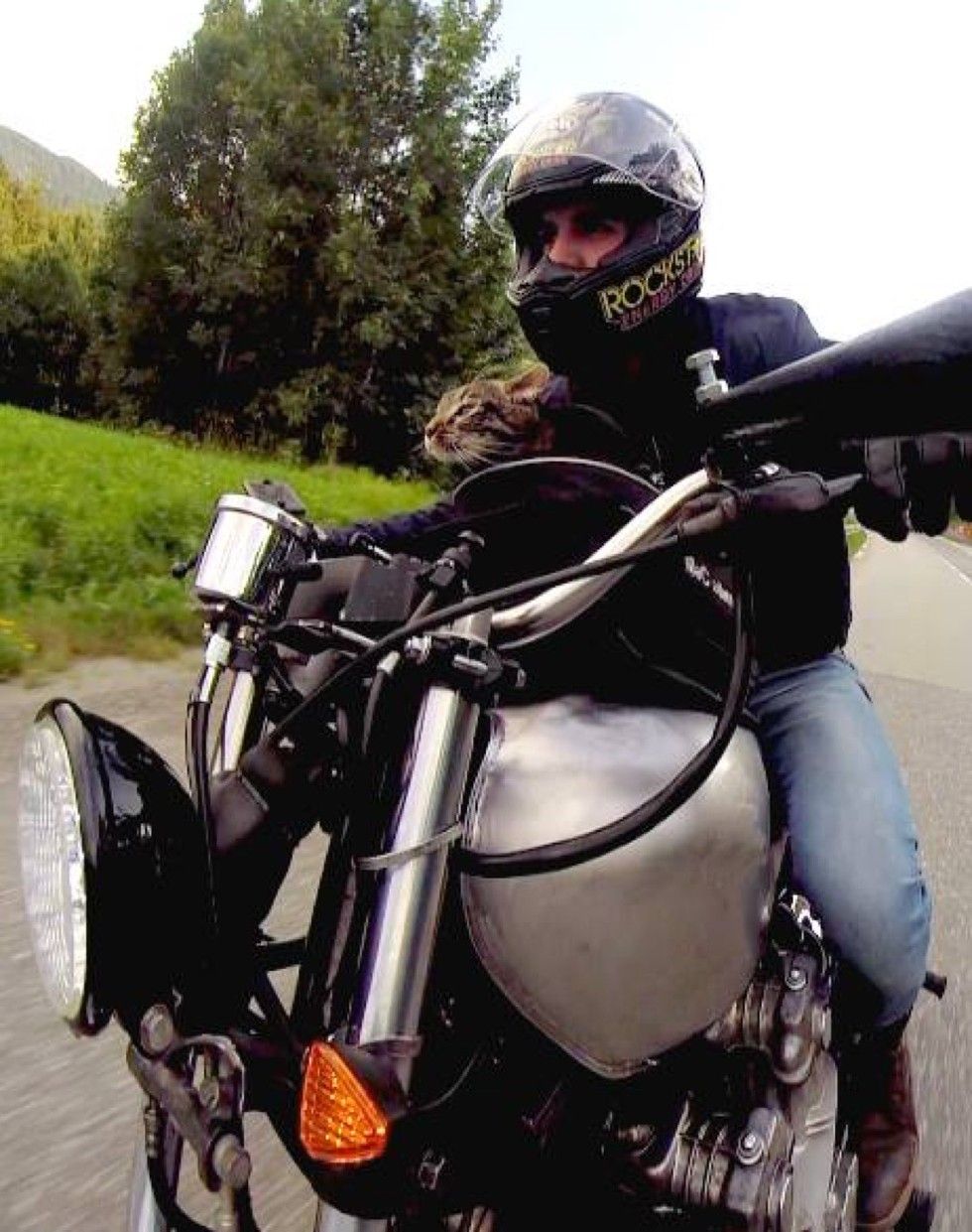 man adopted shelter cat goes on adventures with her