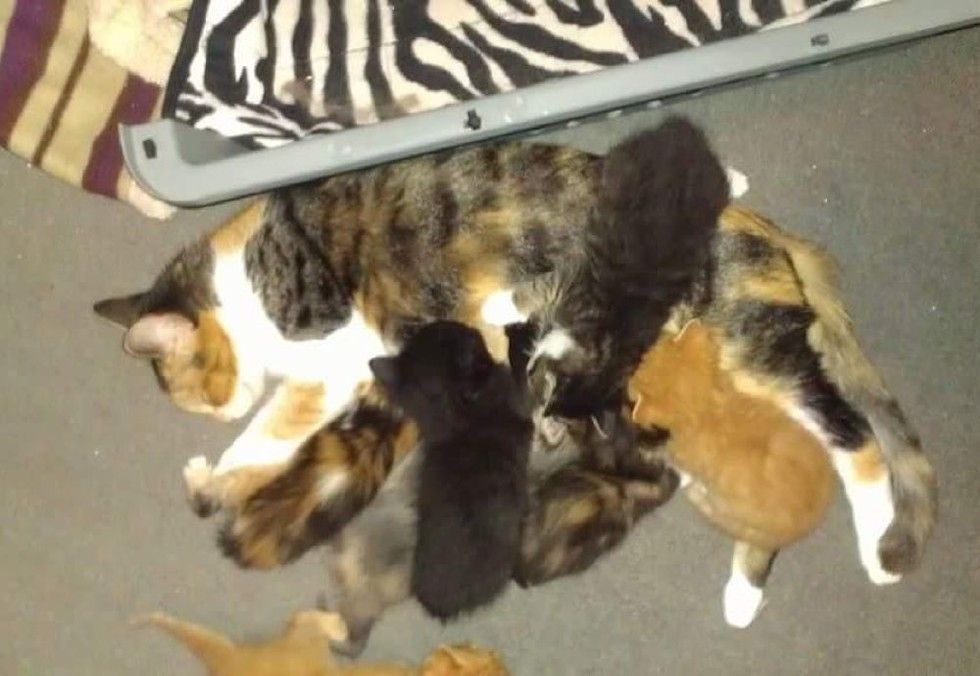 man and his best friend cat