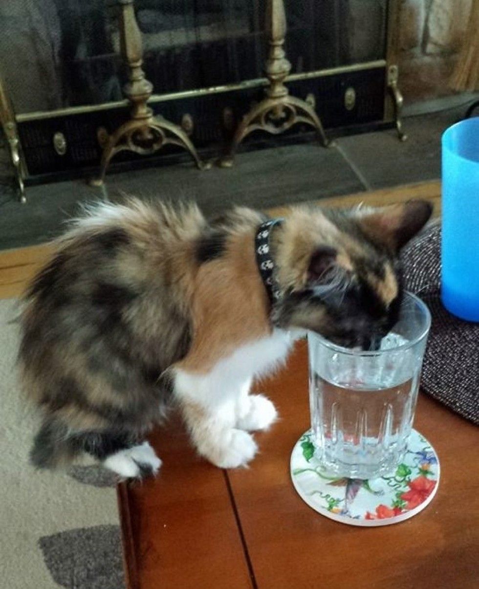 man and his best friend cat