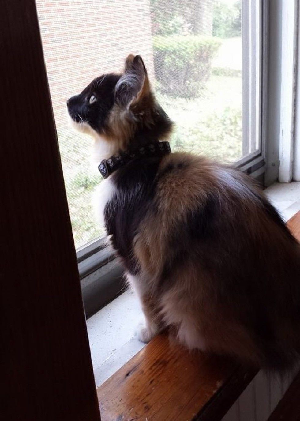 man and his best friend cat