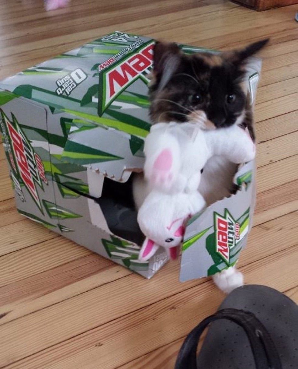 man and his best friend cat