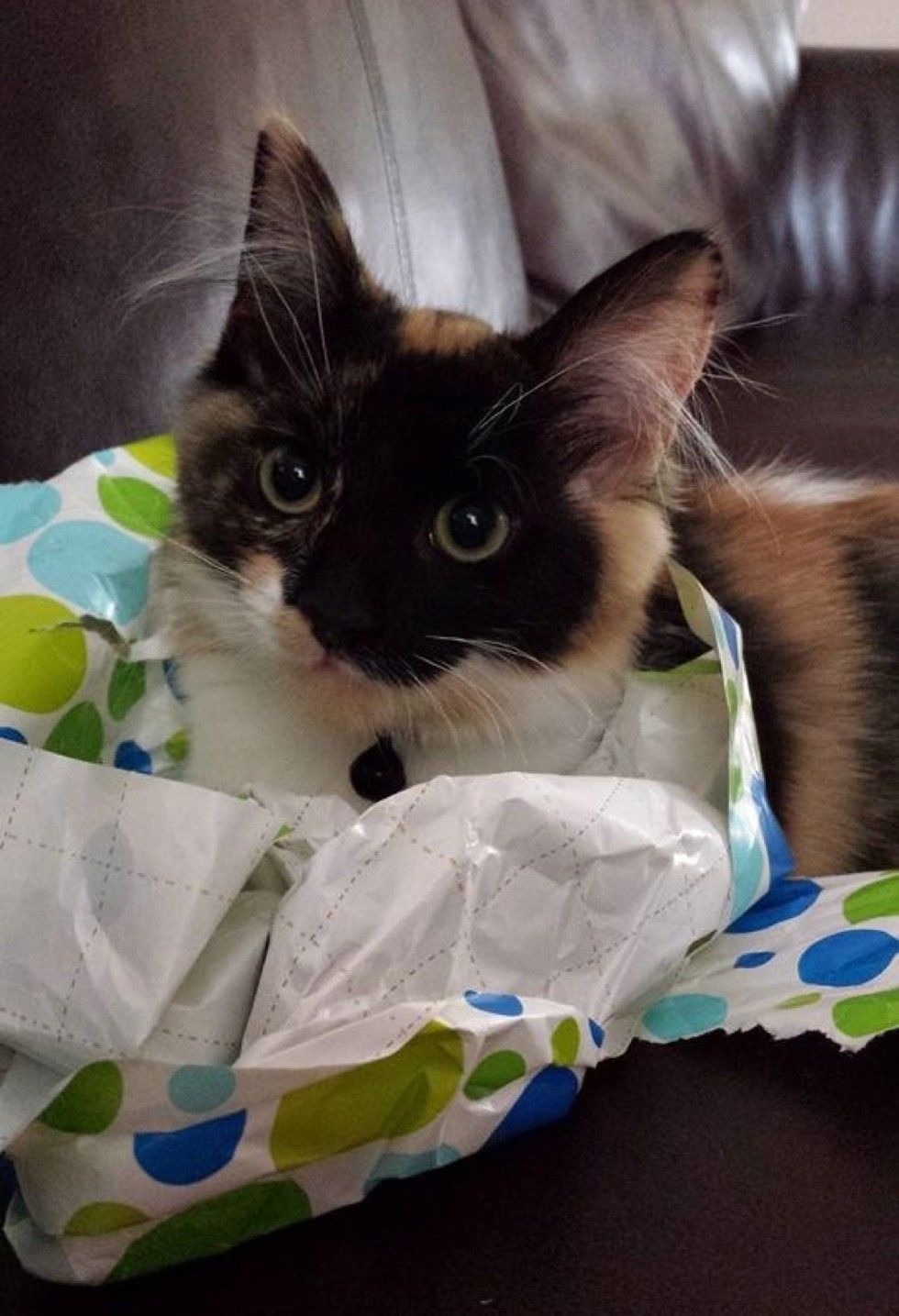 man and his best friend cat