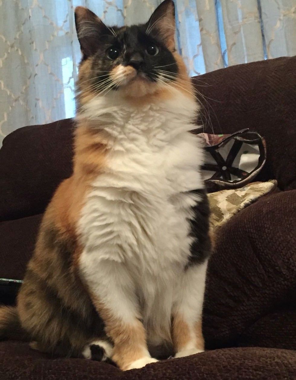 man and his best friend cat