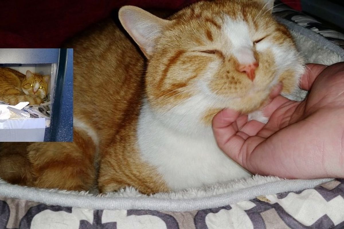 man built shelter for abandoned cat and found him home