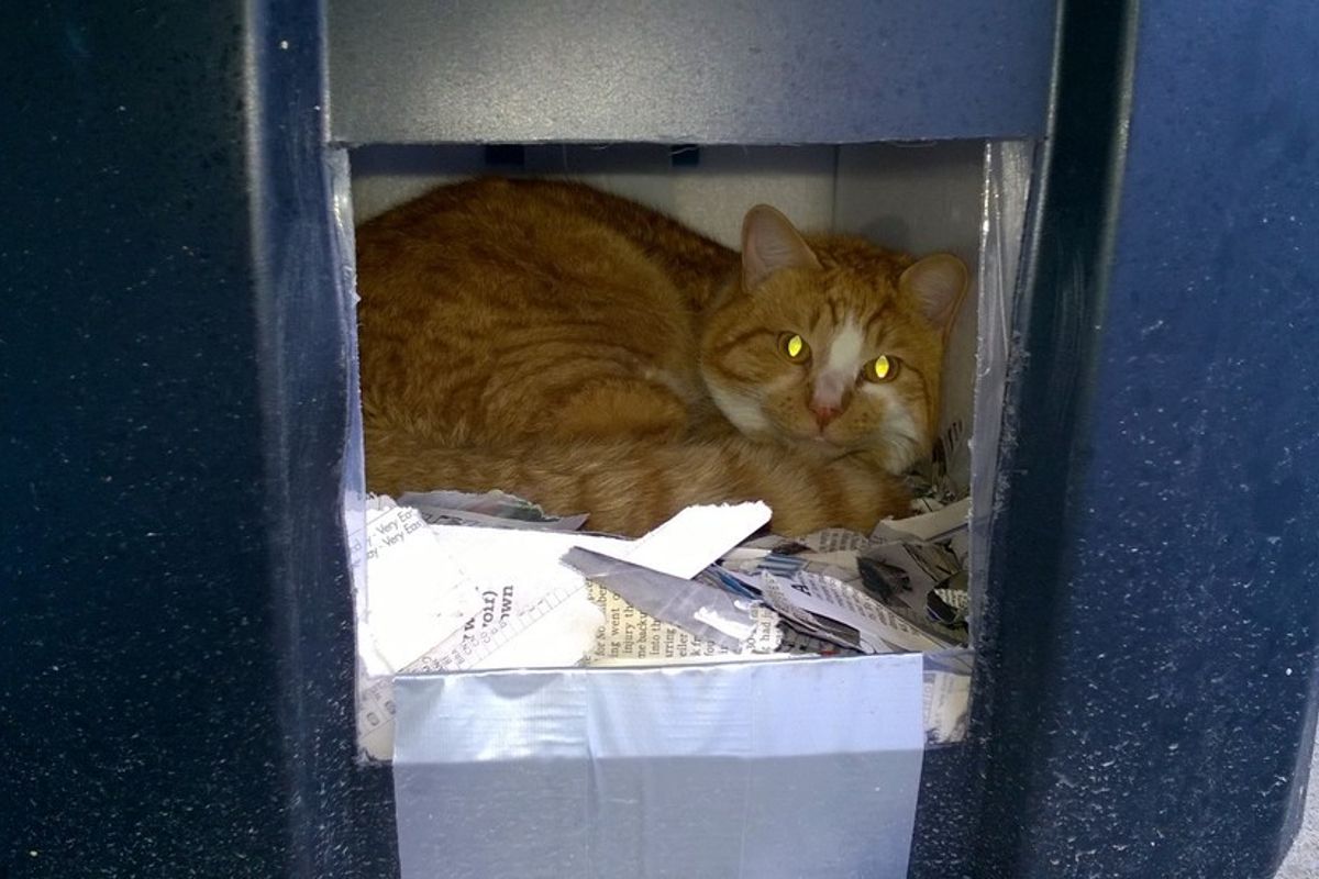 man built shelter for an abandoned cat