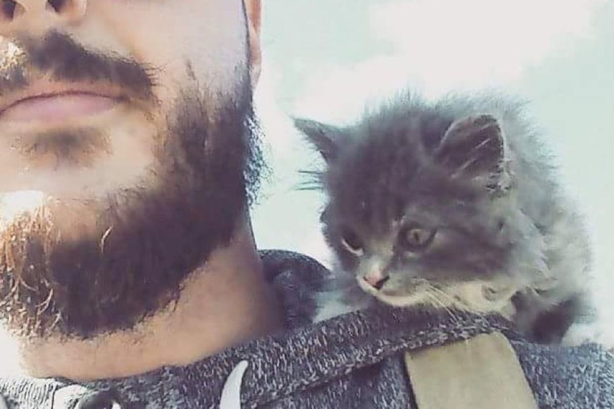 man rescued feral barn kitten