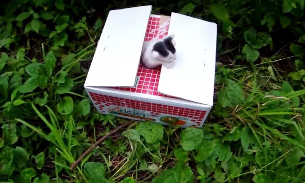 man saves 6 kittens from remote mountain road