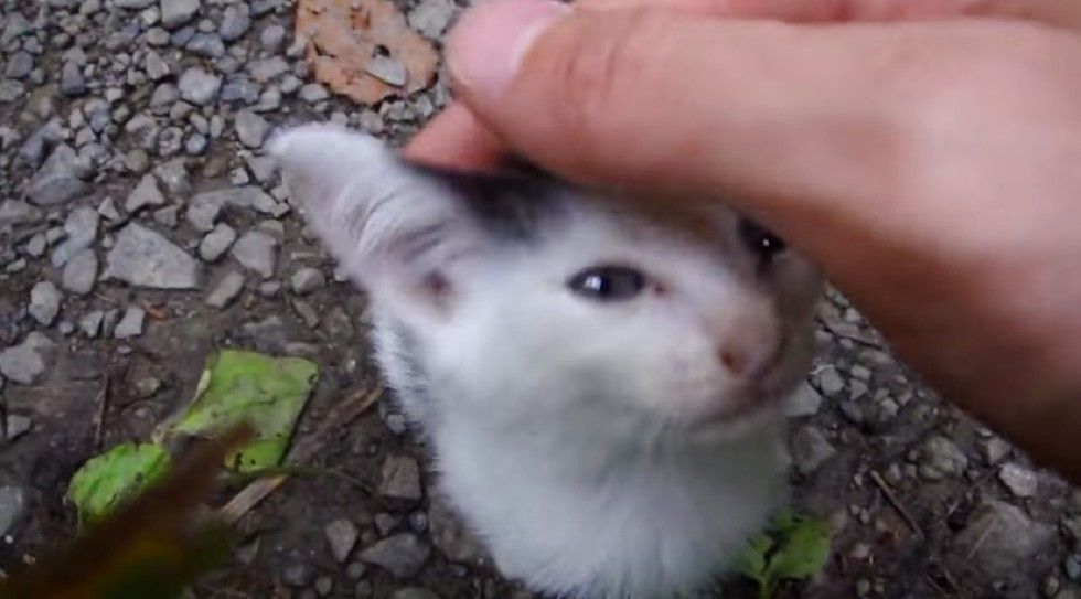 man saves 6 kittens from remote mountain road