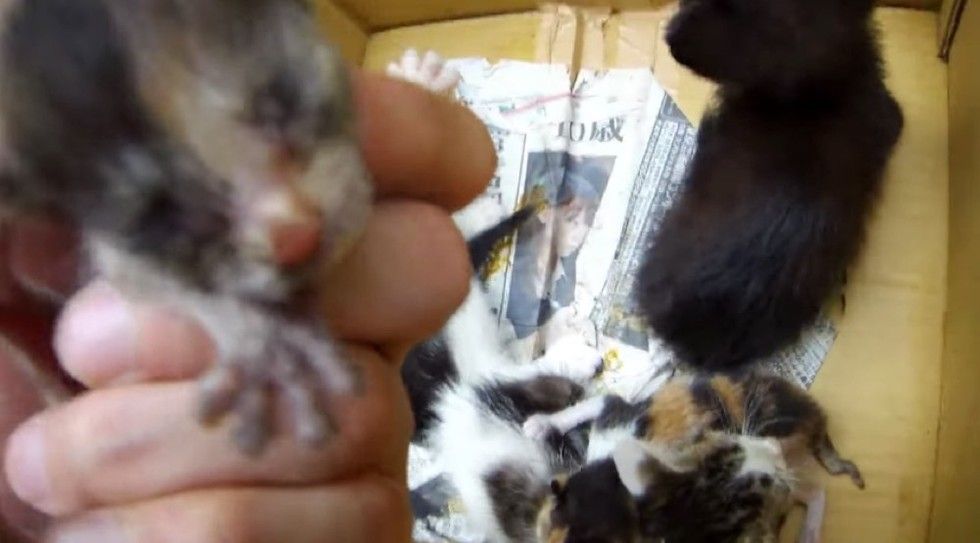 man saves 6 kittens from remote mountain road