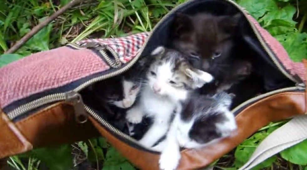 man saves 6 kittens from remote mountain road