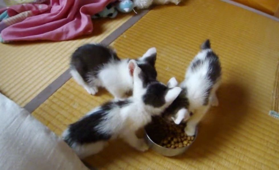 man saves 6 kittens from remote mountain road