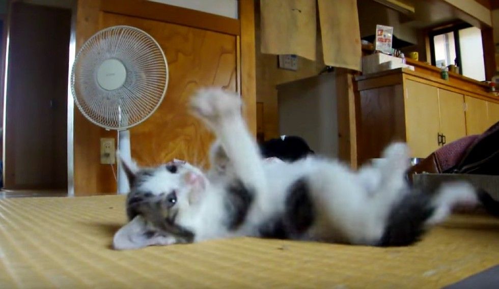 man saves 6 kittens from remote mountain road