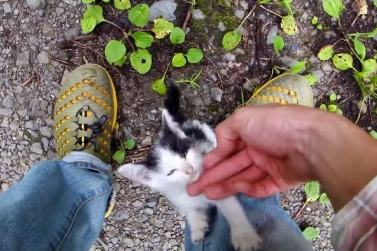 man saves 6 kittens from remote mountain road