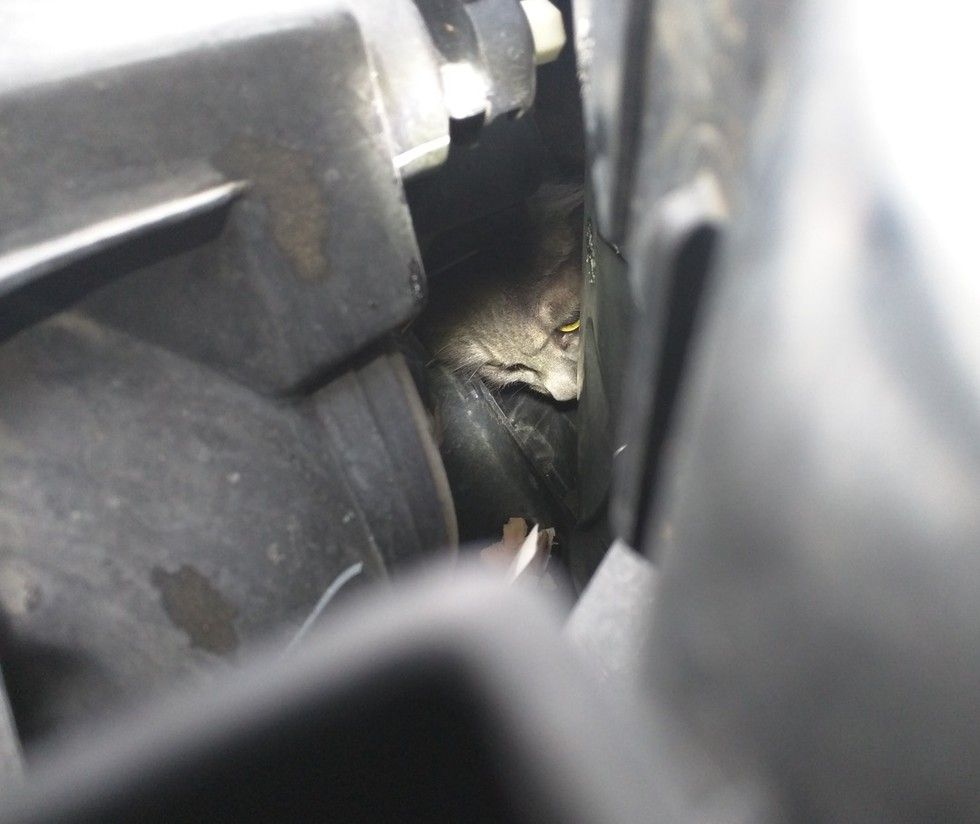 man saves cat from his car reunites him with family