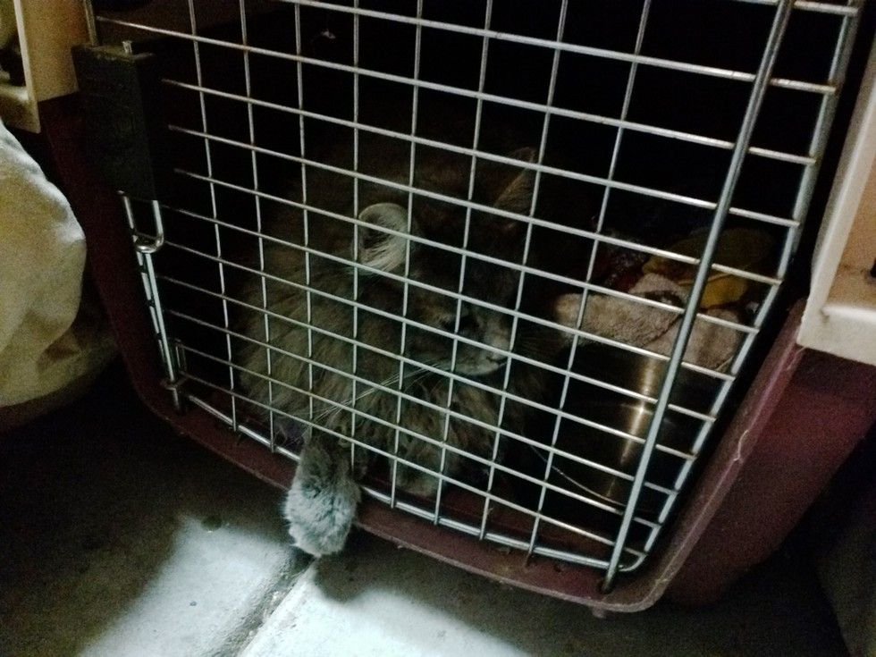 man saves cat from his car reunites him with family