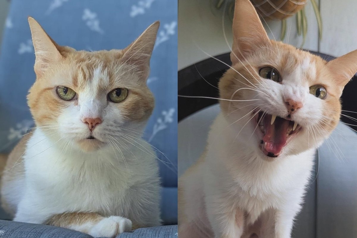 Senior Cat Waited Through Multiple Pleas for Help, Now Cured, Her Raspy Meow Comes With Intense Snuggles