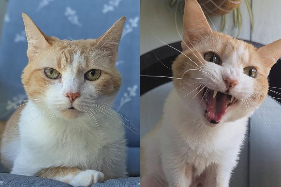 Senior Cat Waited Through Multiple Pleas for Help, Now Cured, Her Raspy Meow Comes With Intense Snuggles