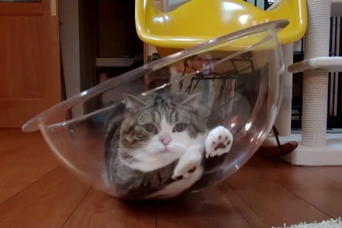 maru cat in clear bowl chair
