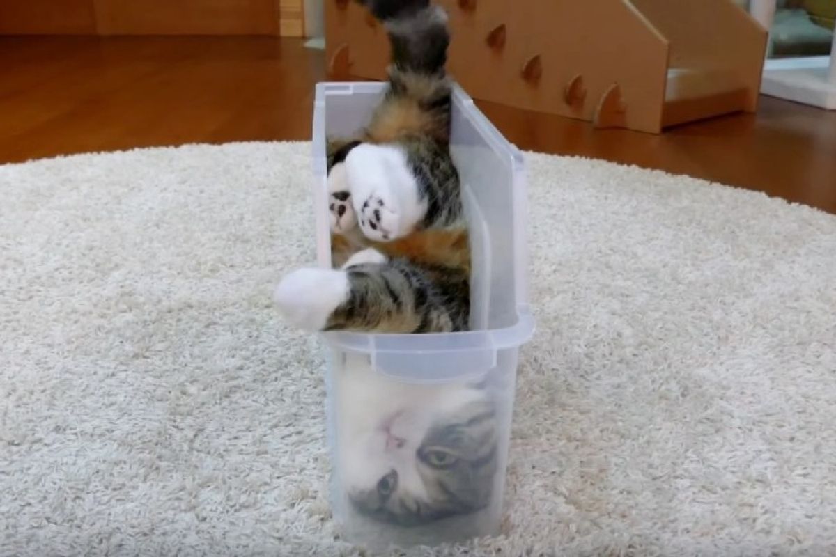 maru fits in slim box