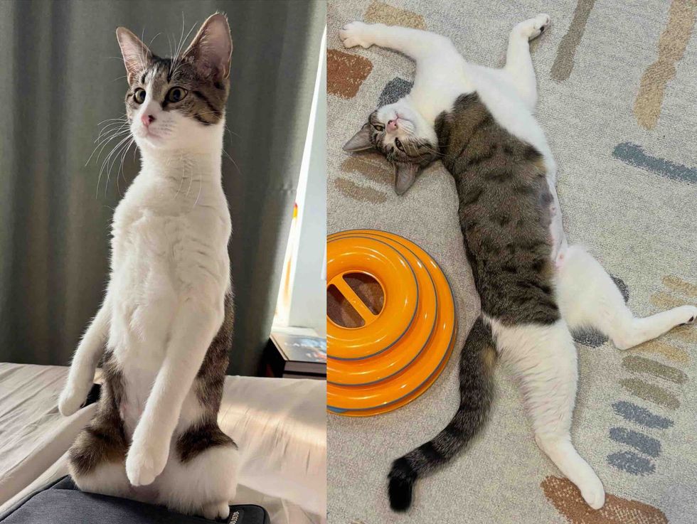 meerkat cat stretching