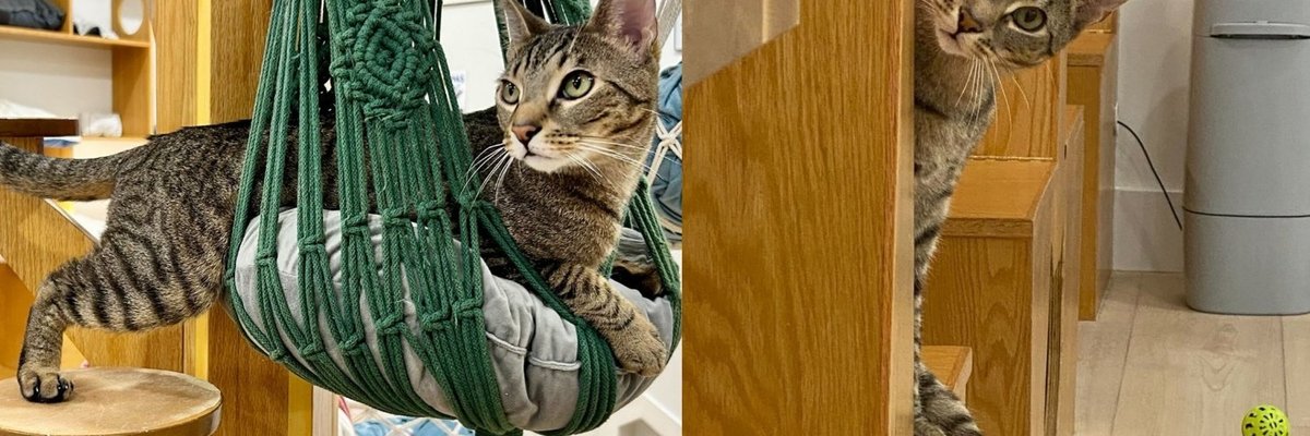 Cat with 3 Legs Meets Kind Woman For Coffee and Insists on Making It to His Forever Home
