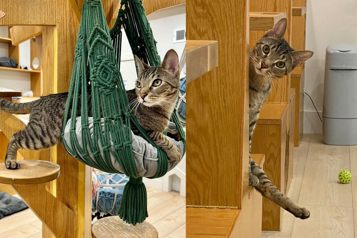Cat with 3 Legs Meets Kind Woman For Coffee and Insists on Making It to His Forever Home