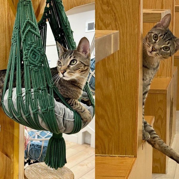 Cat with 3 Legs Meets Kind Woman For Coffee and Insists on Making It to His Forever Home