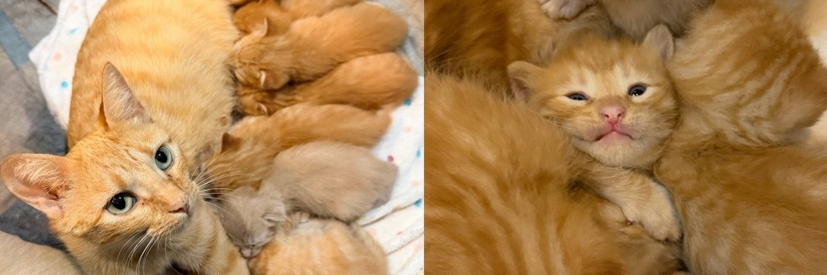 A Mama Cat Raised Seven Kittens Under a Fallen Tree at a Senior Home Before Anyone Knew They Were There