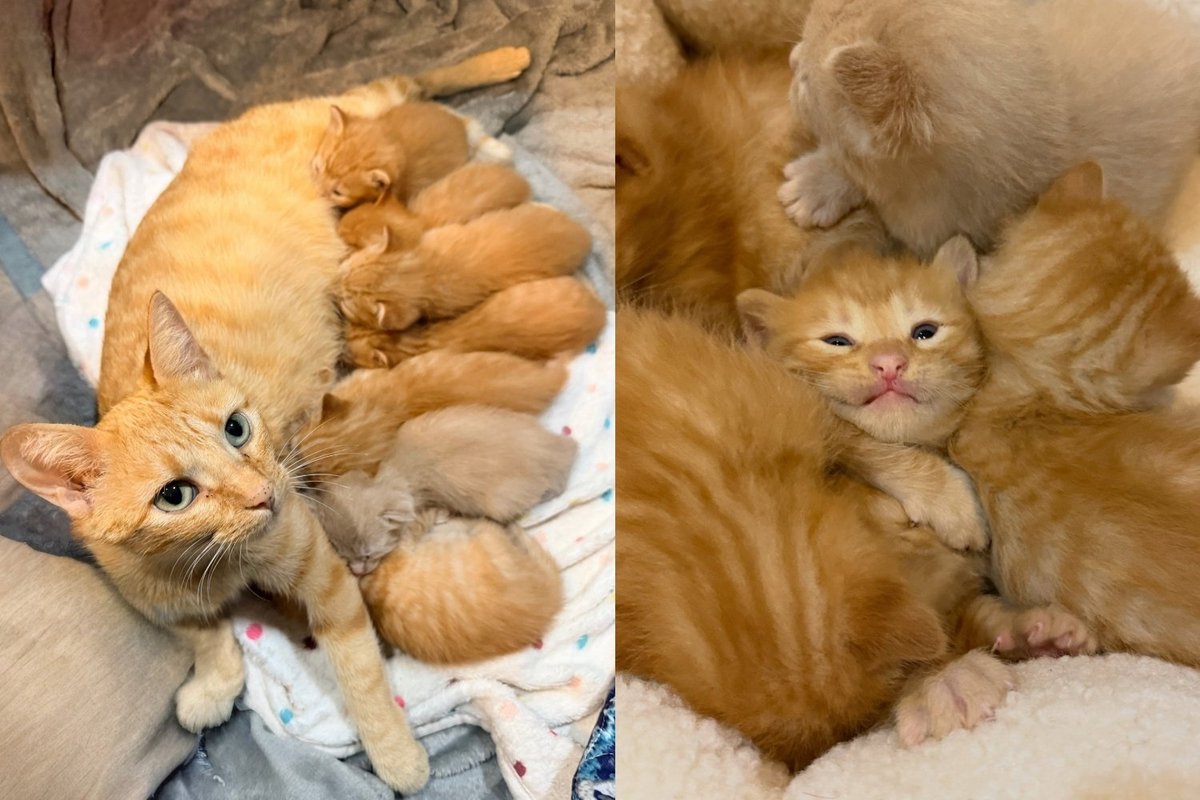 Seven Orange Tabby Kittens Found Under a Fallen Tree at a Senior Home Are a Happy Challenge to Tell Apart