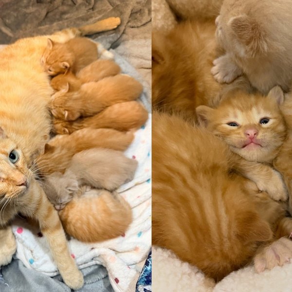 Seven Orange Tabby Kittens Found Under a Fallen Tree at a Senior Home Are a Happy Challenge to Tell Apart