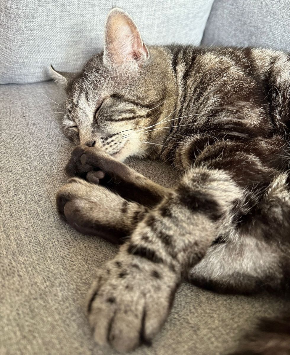 Minty curled up on a couch sleeping