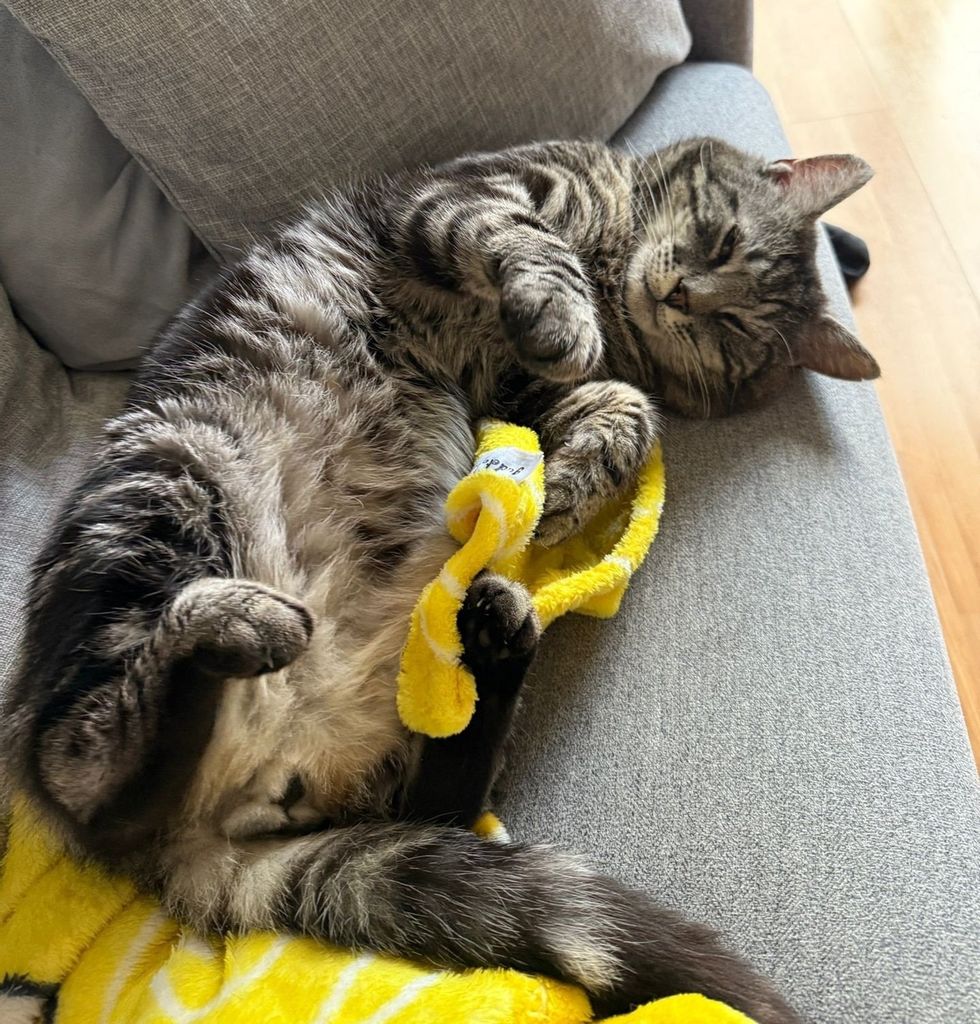 Minty half sleeping close up on couch, curled paw wiht a yellow blanket