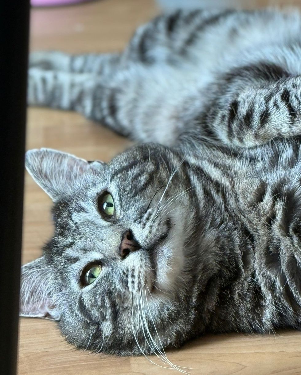 Minty laying on his side on wood floor looking glamourous for the camera