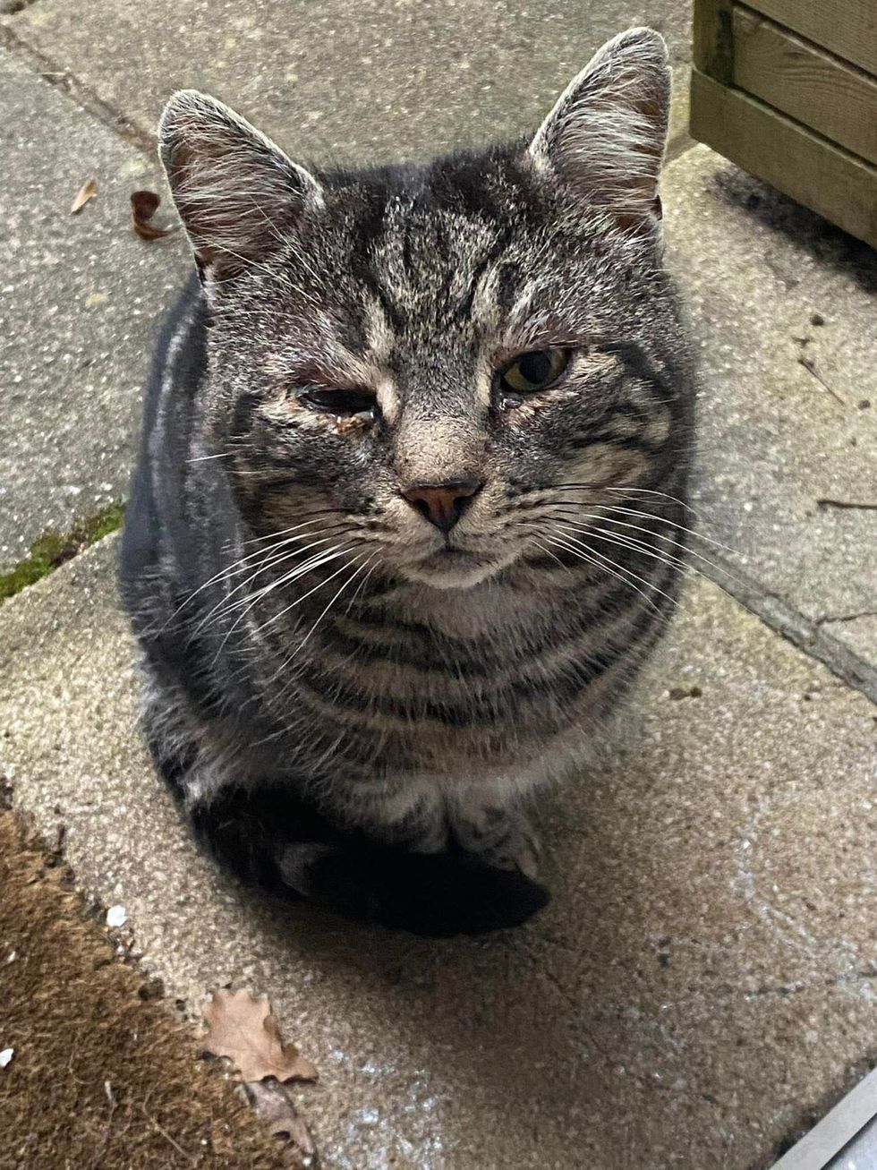 Minty rescued outside, eye injury visible
