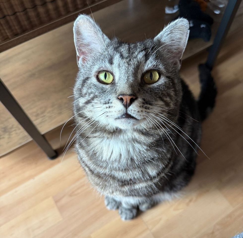 Minty sitting portrait, yellow-green eyes looking at the camera