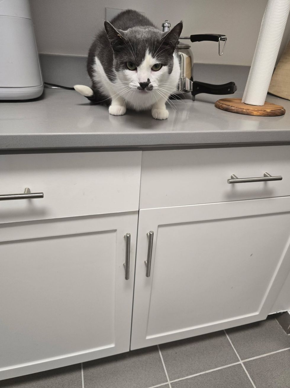 Mischievous cat on kitchen counter