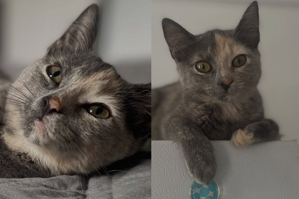 Kitten Was Only Supposed to Be Trapped and Released, but Chose Purring and Biscuits Over Going Back Outside