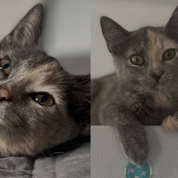 Kitten Was Only Supposed to Be Trapped and Released, but Chose Purring and Biscuits Over Going Back Outside