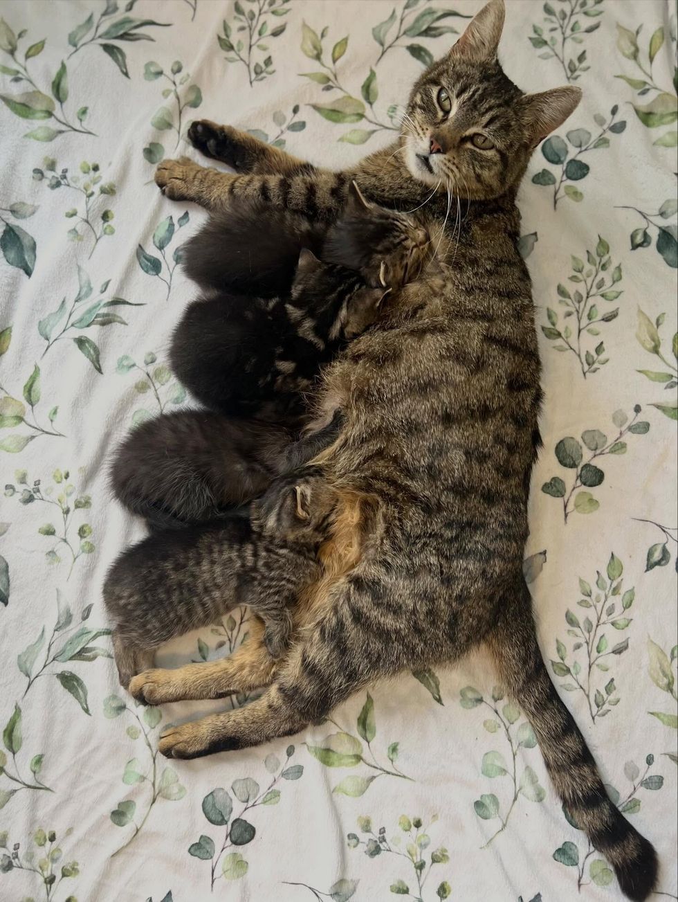 Mom cat and her newborn kittens