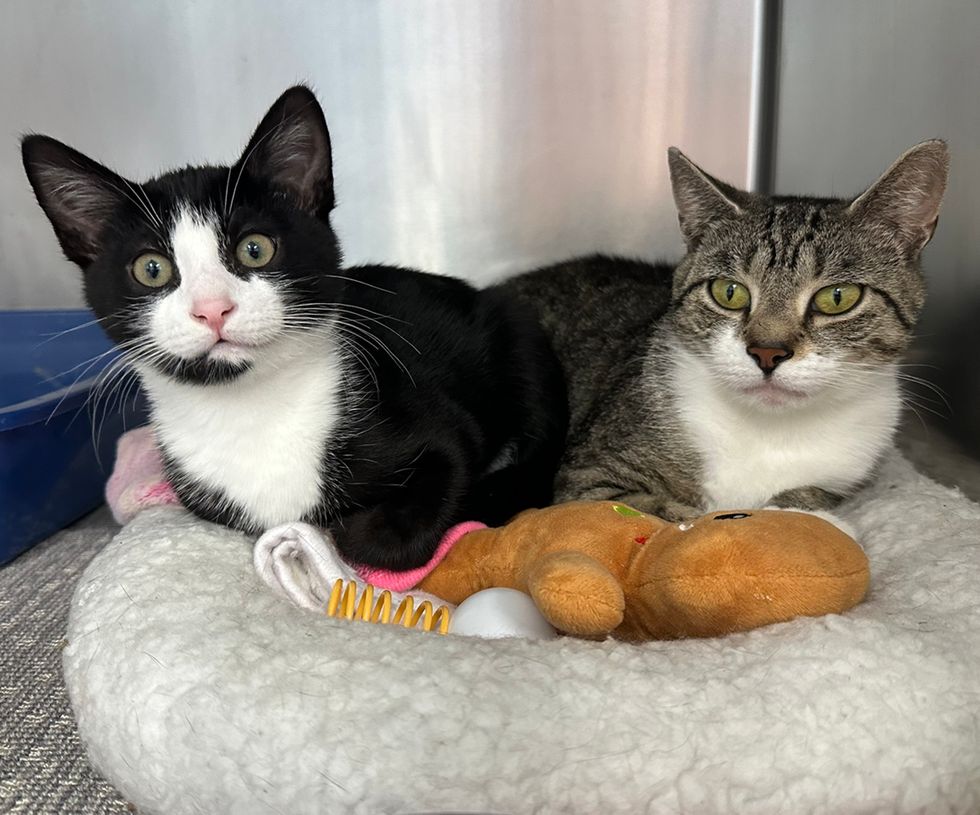 Mom Delilhah and kitten Samson cuddled on cat bed with toy