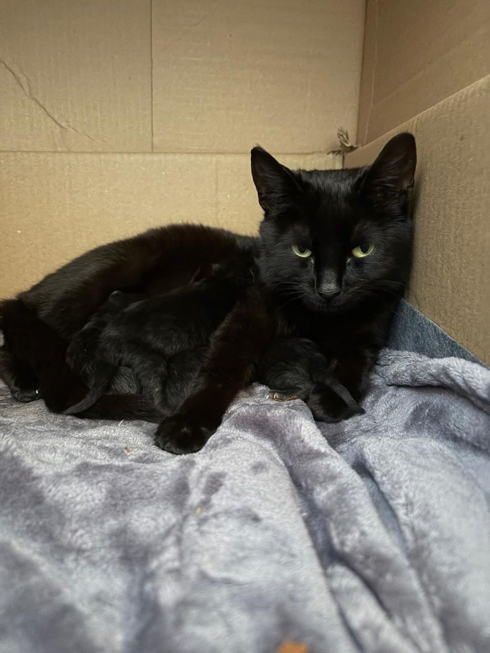 Mother Black cat just after giving birth to her four kittens