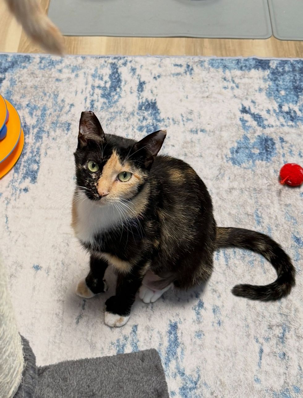 Mother calico cat looking up at the camera from rug