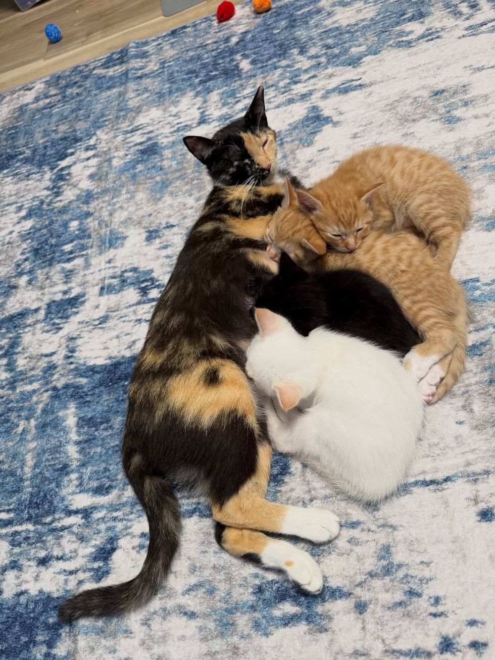 mother cat and her 4 newborn kittens