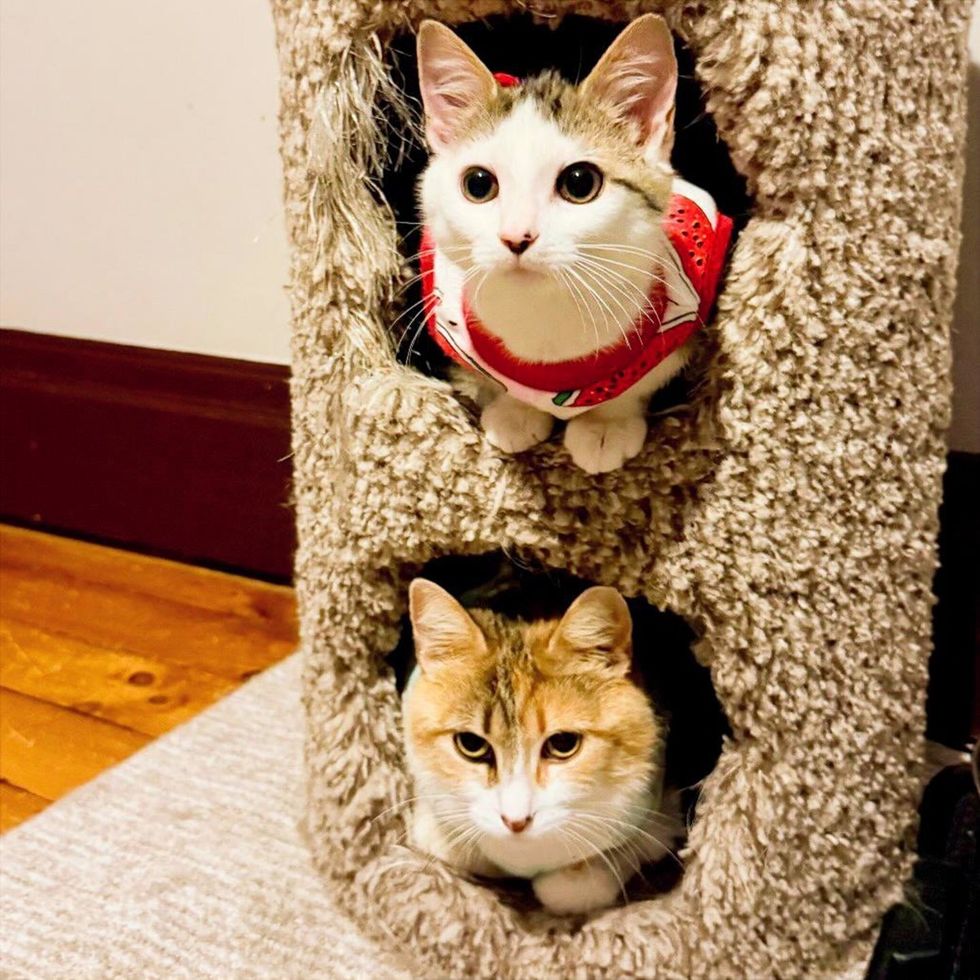 Mother cat and her kitten poking out of a cat tree