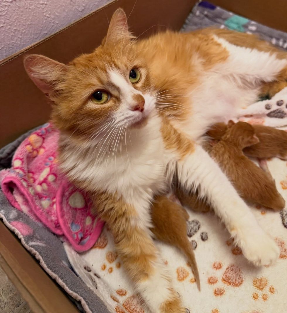 Mother cat and her kittens