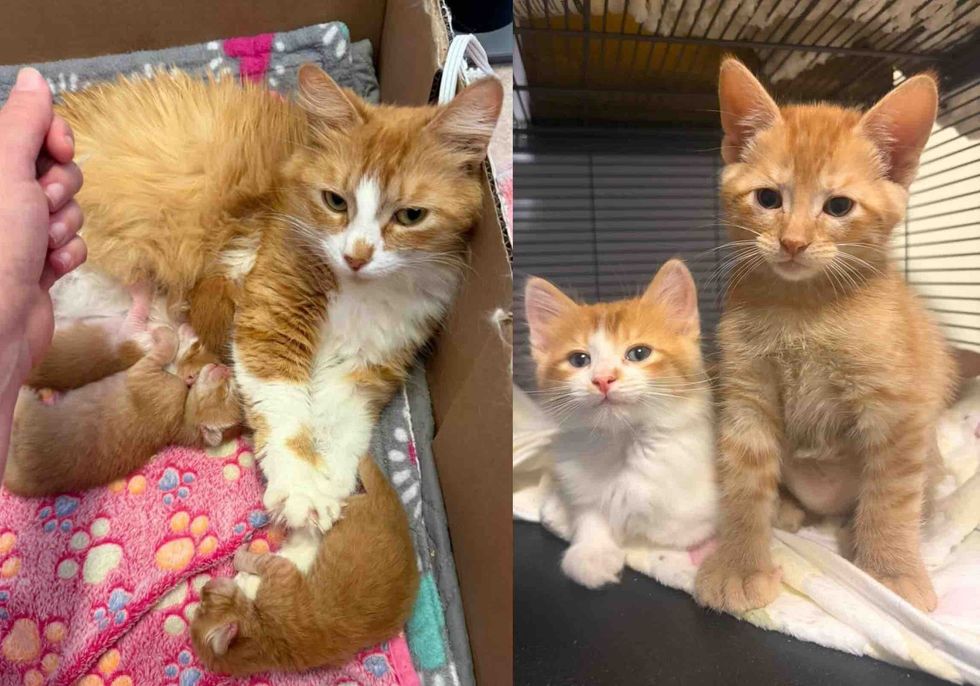 mother cat and her kittens