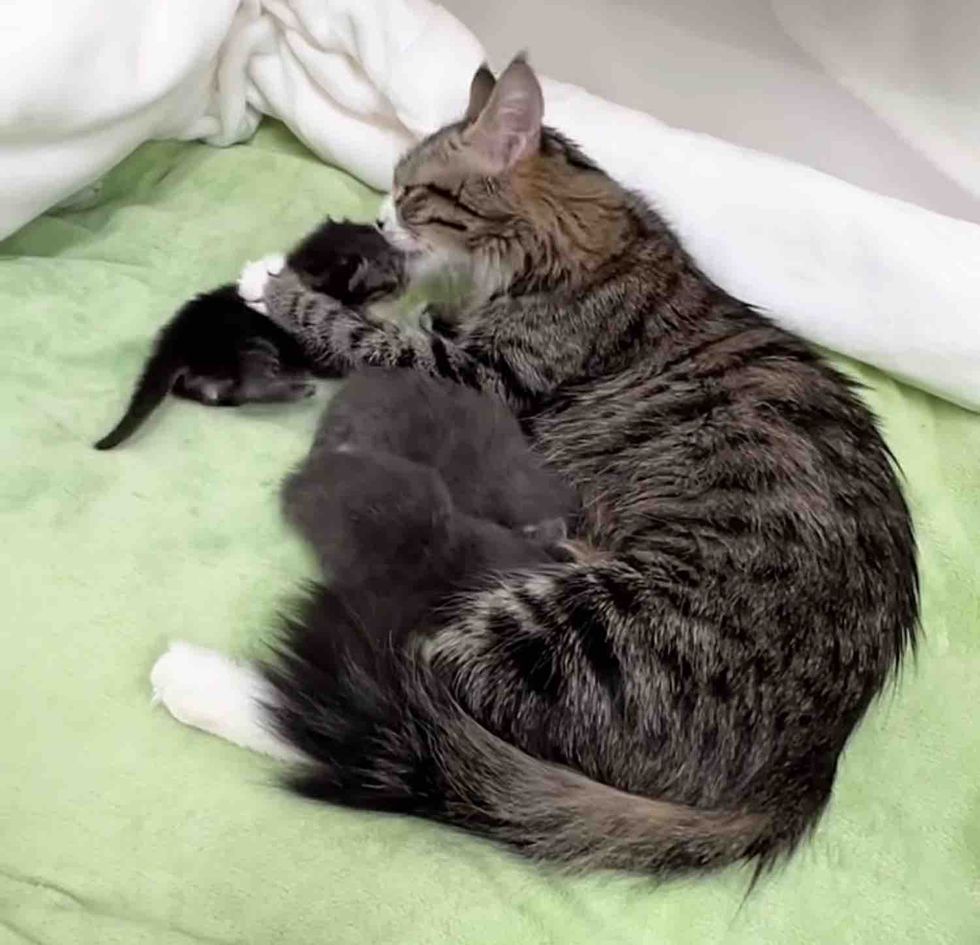 mother cat caring kittens