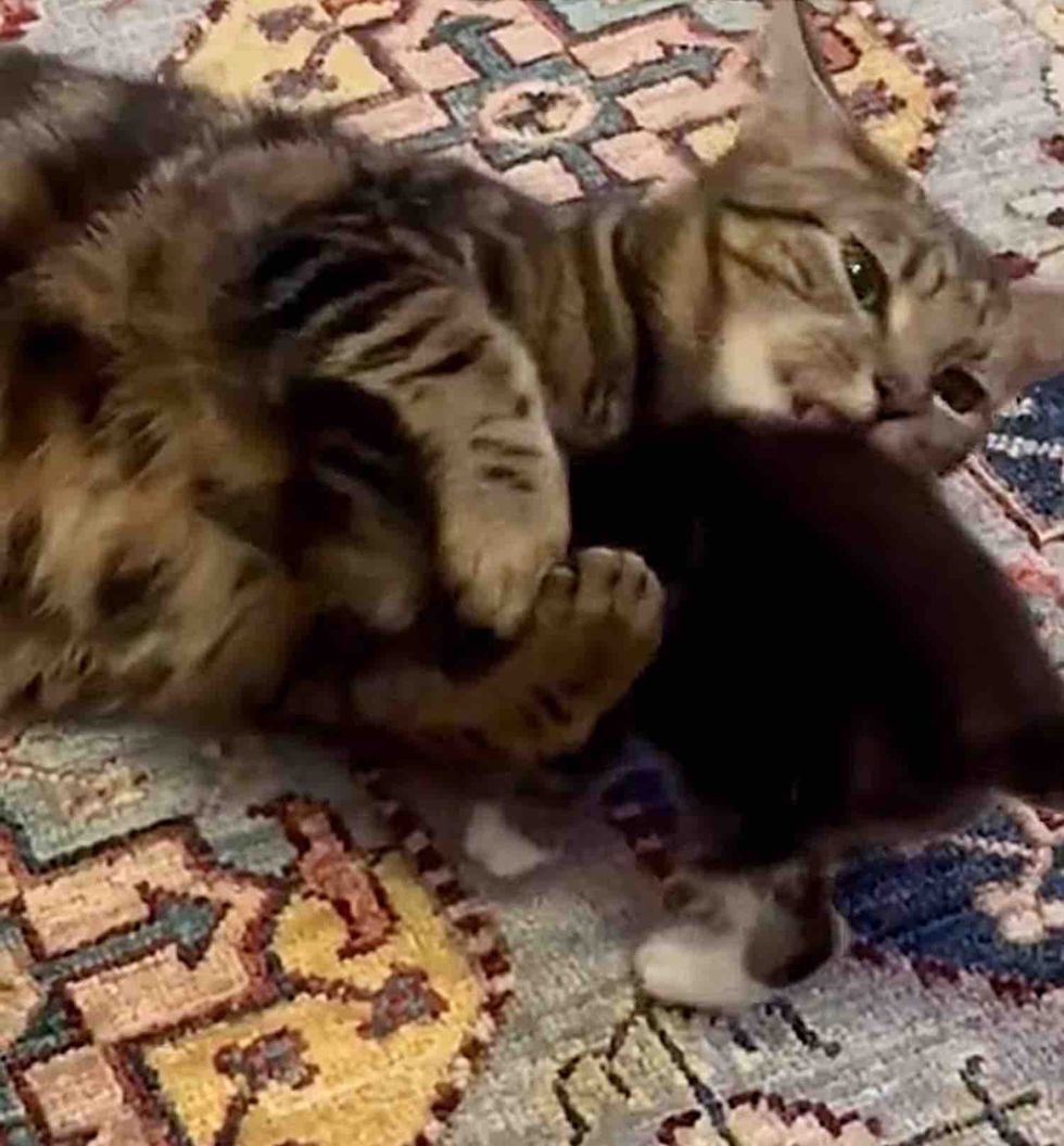mother cat cleans kitten